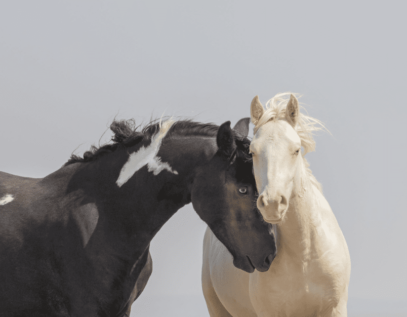 A Blue-Eyed Pinto and Cremello Wild Horse Share a Nuzzle in a Photo by Chad Hanson