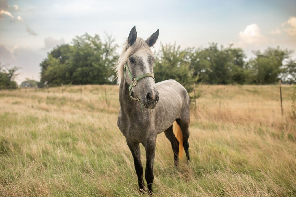 Photograph of Whisper During her Rehab by Airponies