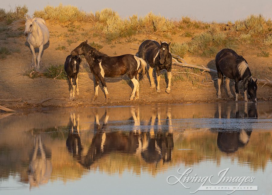 Several Black and White Pintos Gather by a Water Hole in a Photo by Carol Walker