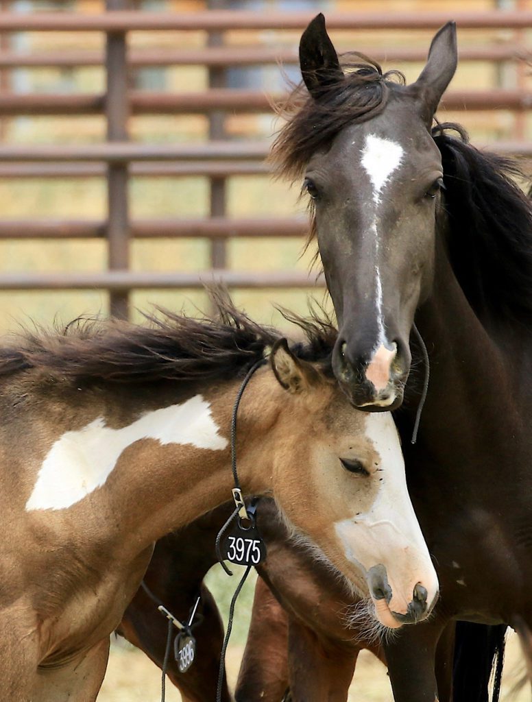 Zephyra and Zion in Holding at Palomino Valley in 2019