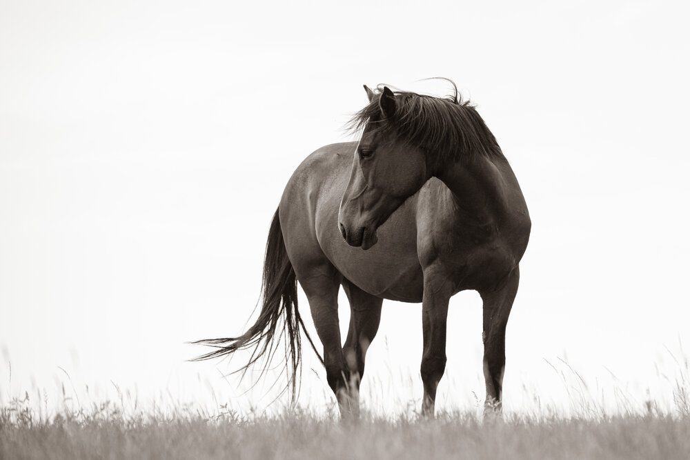 A Wild Horse Stands Proud in a Photo by Sandy Sharkey