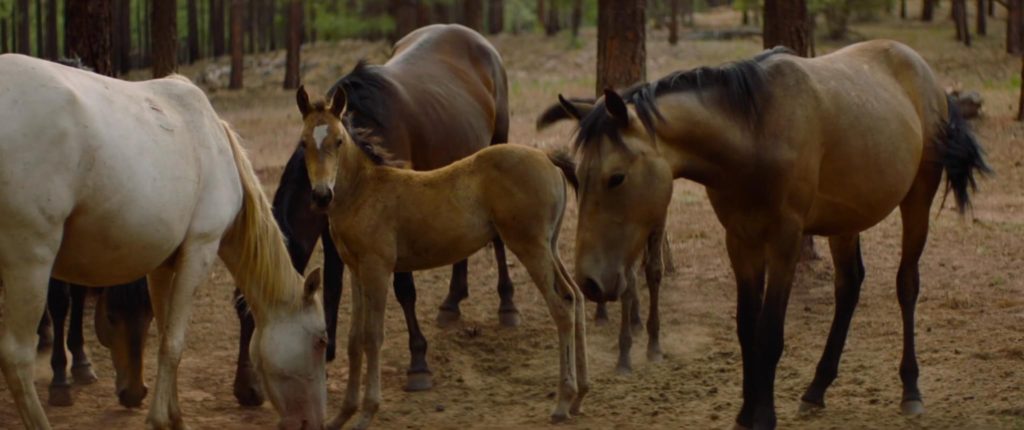 The Alpine wild horses from our upcoming WILD BEAUTY documentary
