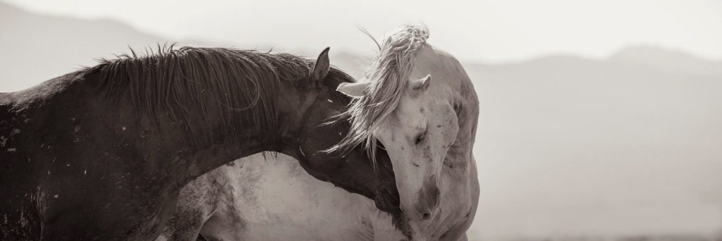 Two Wild Horses Nuzzle in a Photo by Kimerlee Curyl