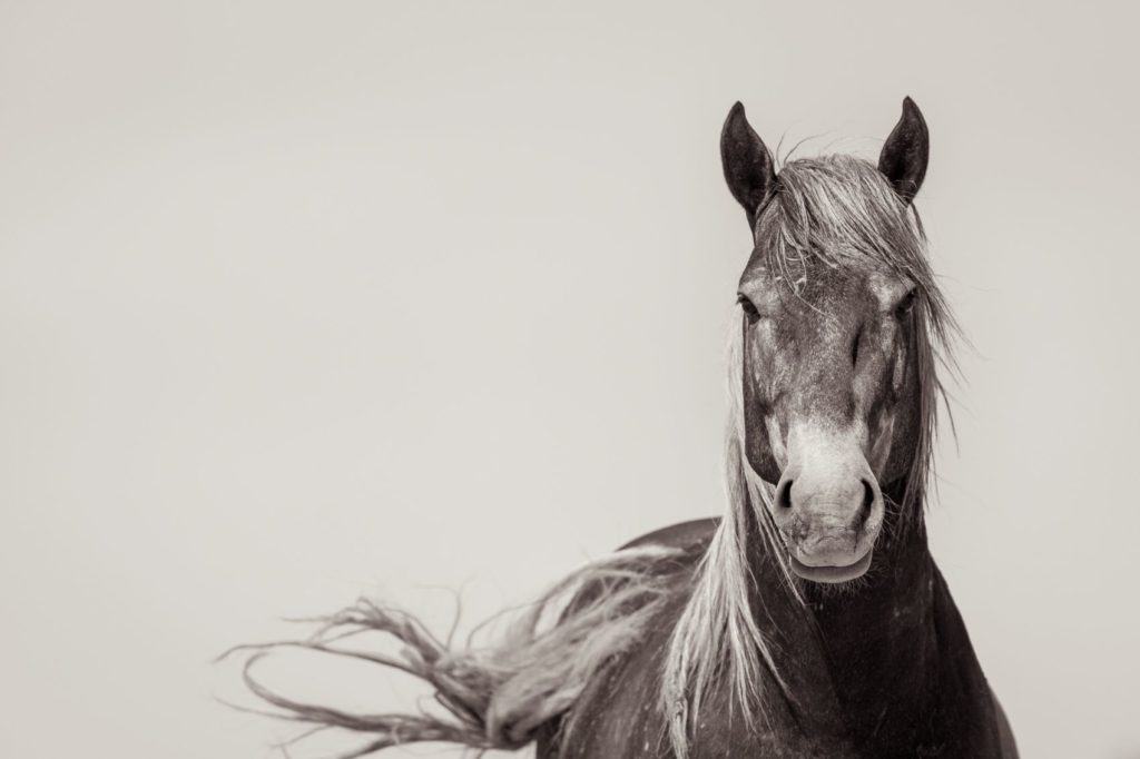 The Portrait of a Wild Mustang by Kimerlee Curyl