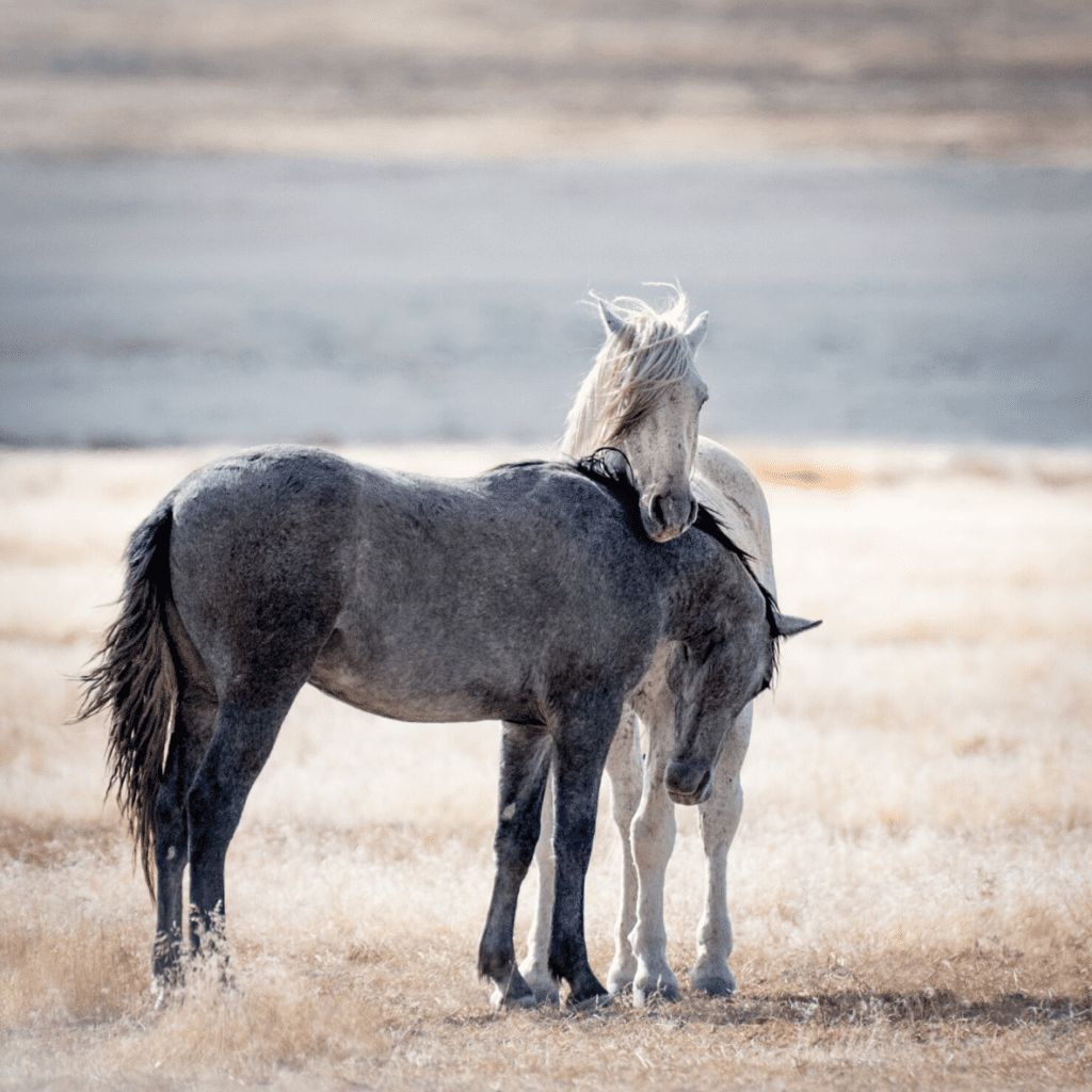 Two Horses Embrace Each Other in a Photo by Sandy Sharkey
