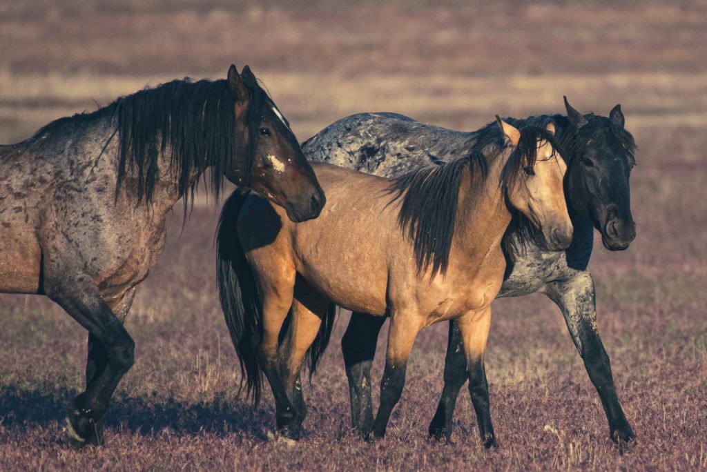 Two Roans and a Buckskin Walk into the Sunlight in a Photo by Sandy Sharkey