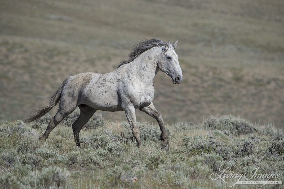 A Grey Wild Horse Canters Through the Green Mountain HMA