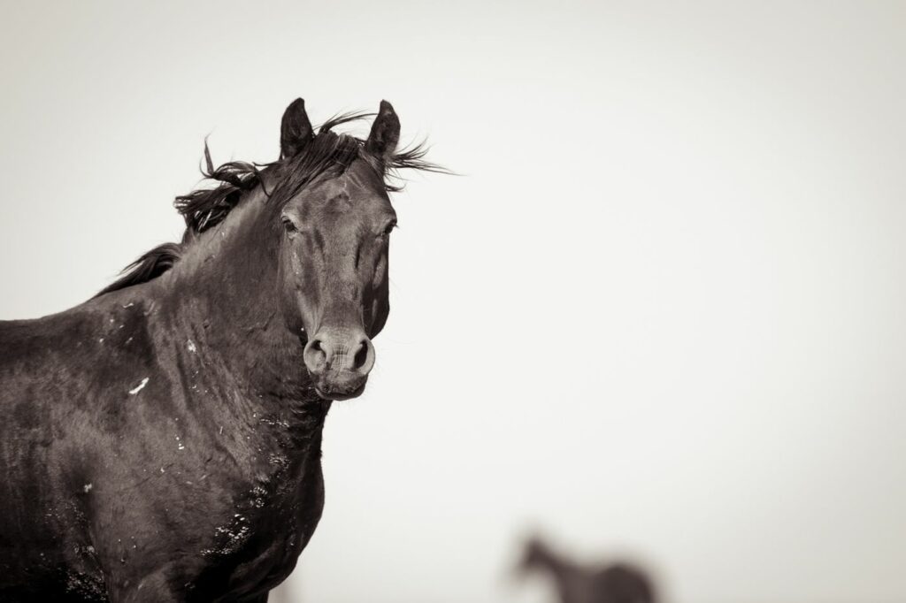 A Horse Stars into the Camera by Kimerlee Curyl