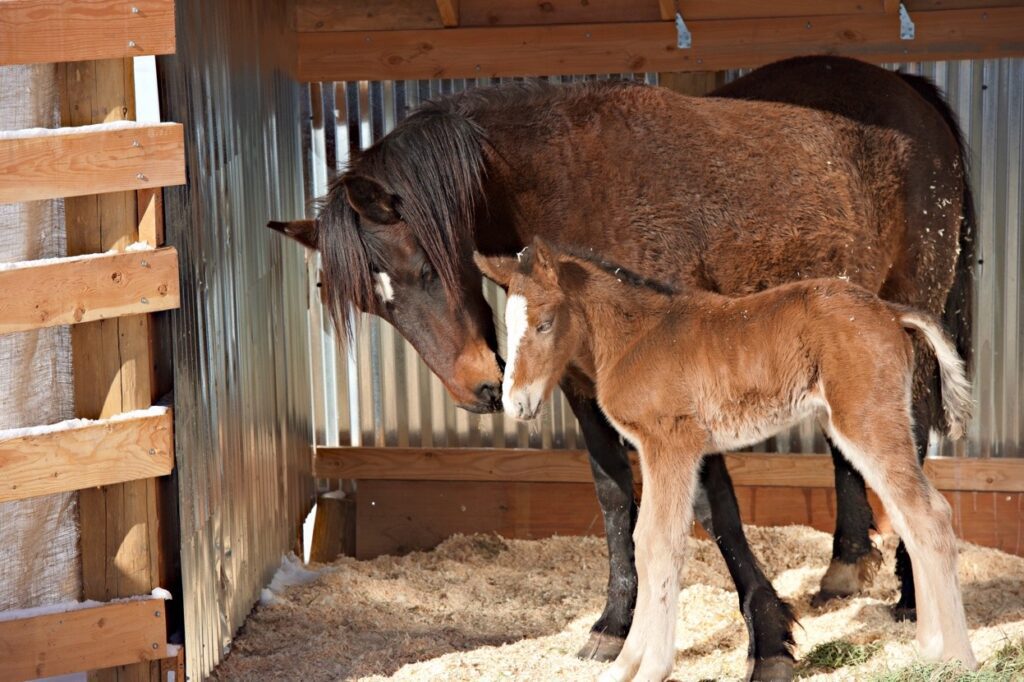 Bridget and her Newborn Colt