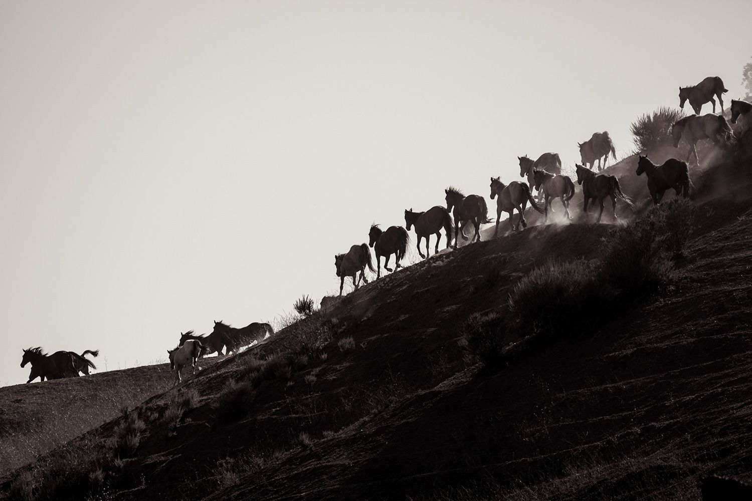 The Silhouettes of Wild Horses Running Over a Ridge