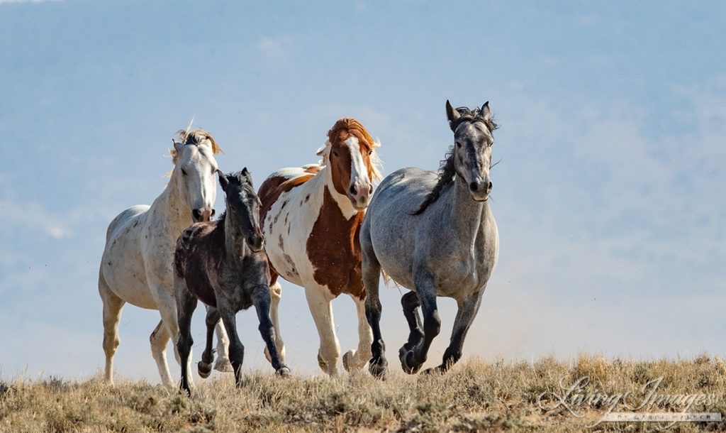 Galloping Wild Horses by Carol Walker