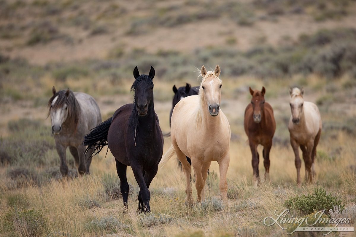 A Group of Salt Wells Creek Wild Horses Look at the Camera