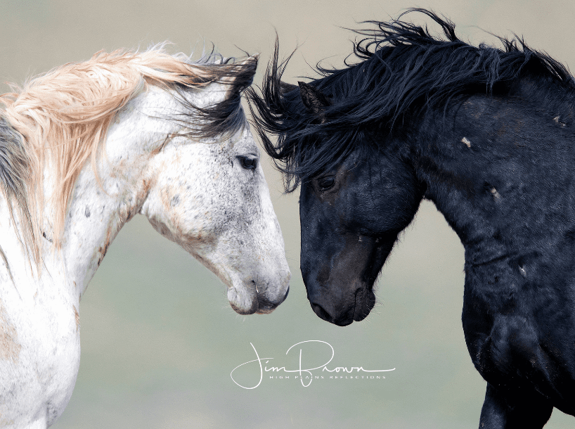 Two Wild Horses Look in Each Other's Eyes in a Photograph by Jim Brown