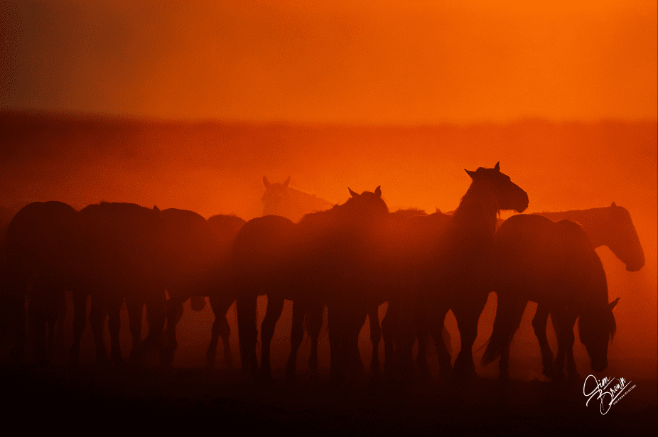Sunset Silhouettes of Wild Horses by Jim Brown 