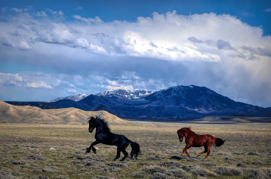 Two Wild Horses Against the Mountains by Jim Brown 