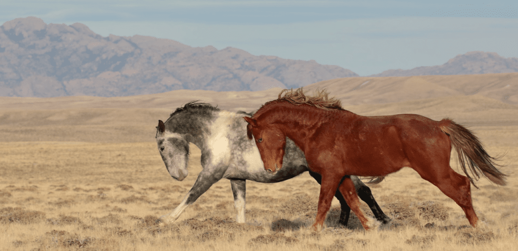 Two Wild Horse Canter Alongside Each Other in a Photograph by Chad Hanson