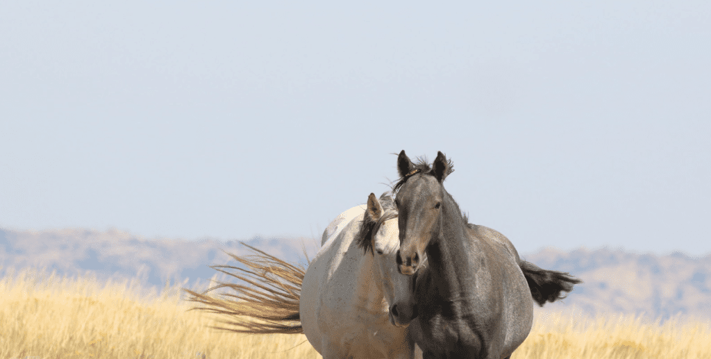 Two Horses Stand Side by Side by Chad Hanson