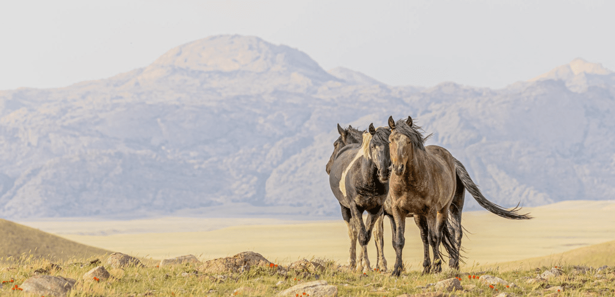 Wild Horses Stand Atop a Hill