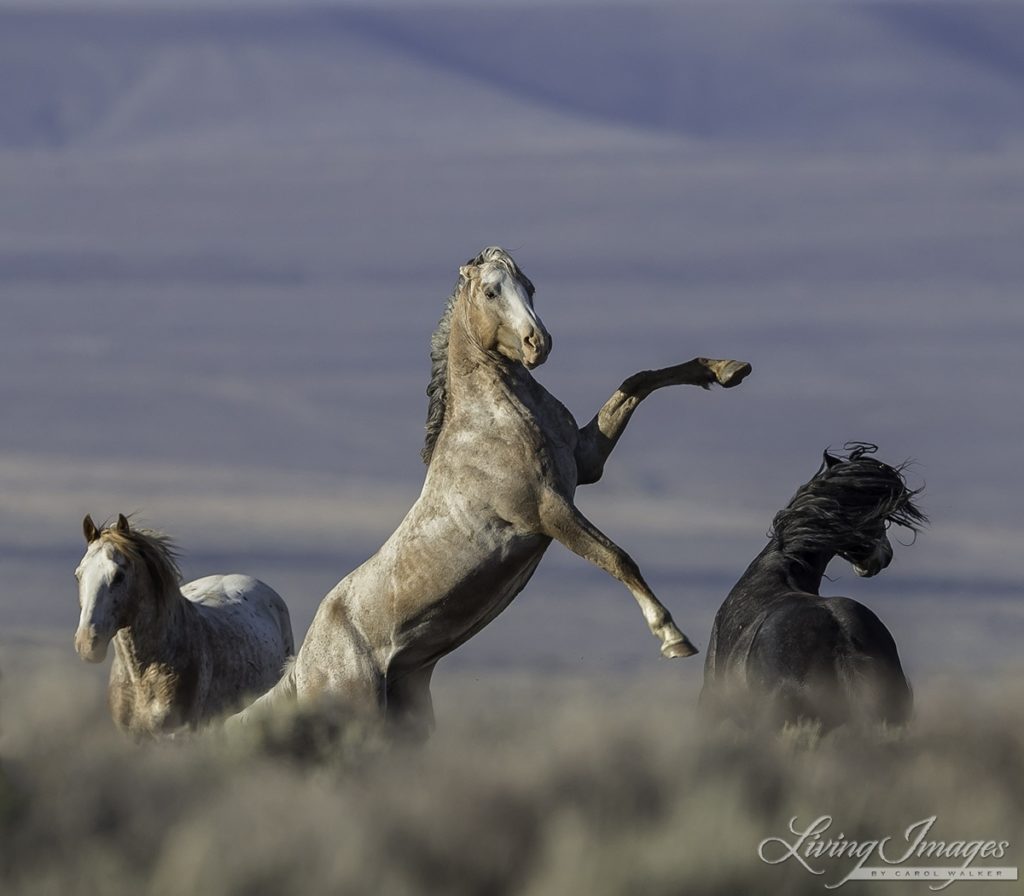 A Wild Mustang Rears Above Another in a Photograph Taken by Carol Walker