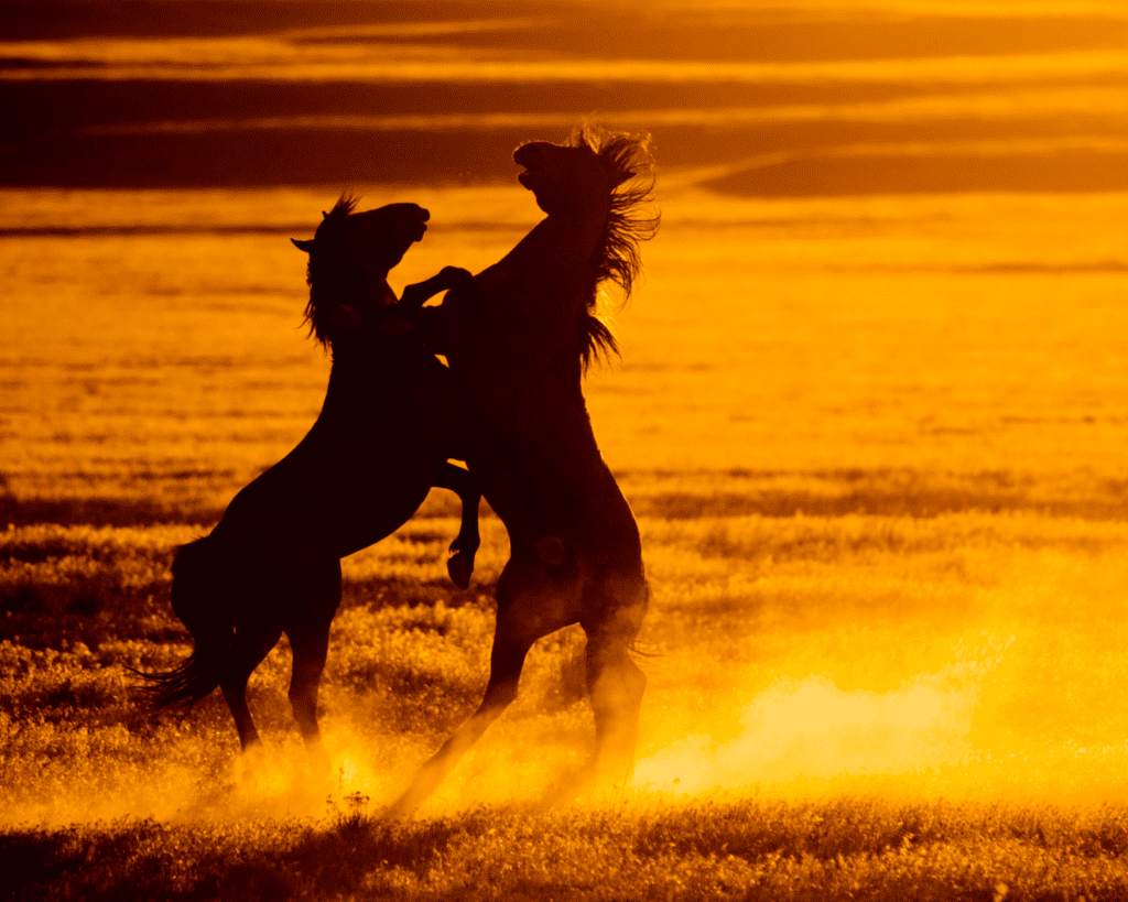 Two Wild Horses Fight Against a Fiery Sunset by Sandy Sharkey 