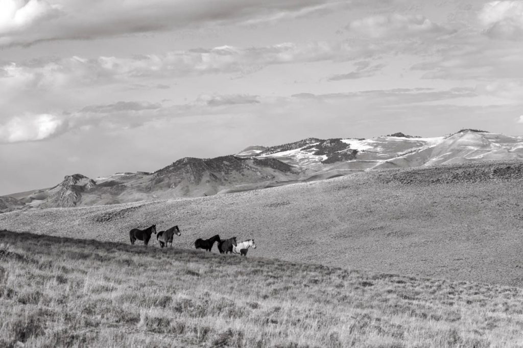 A Herd of Wild Horses on the Mountainside by Tori Gagne