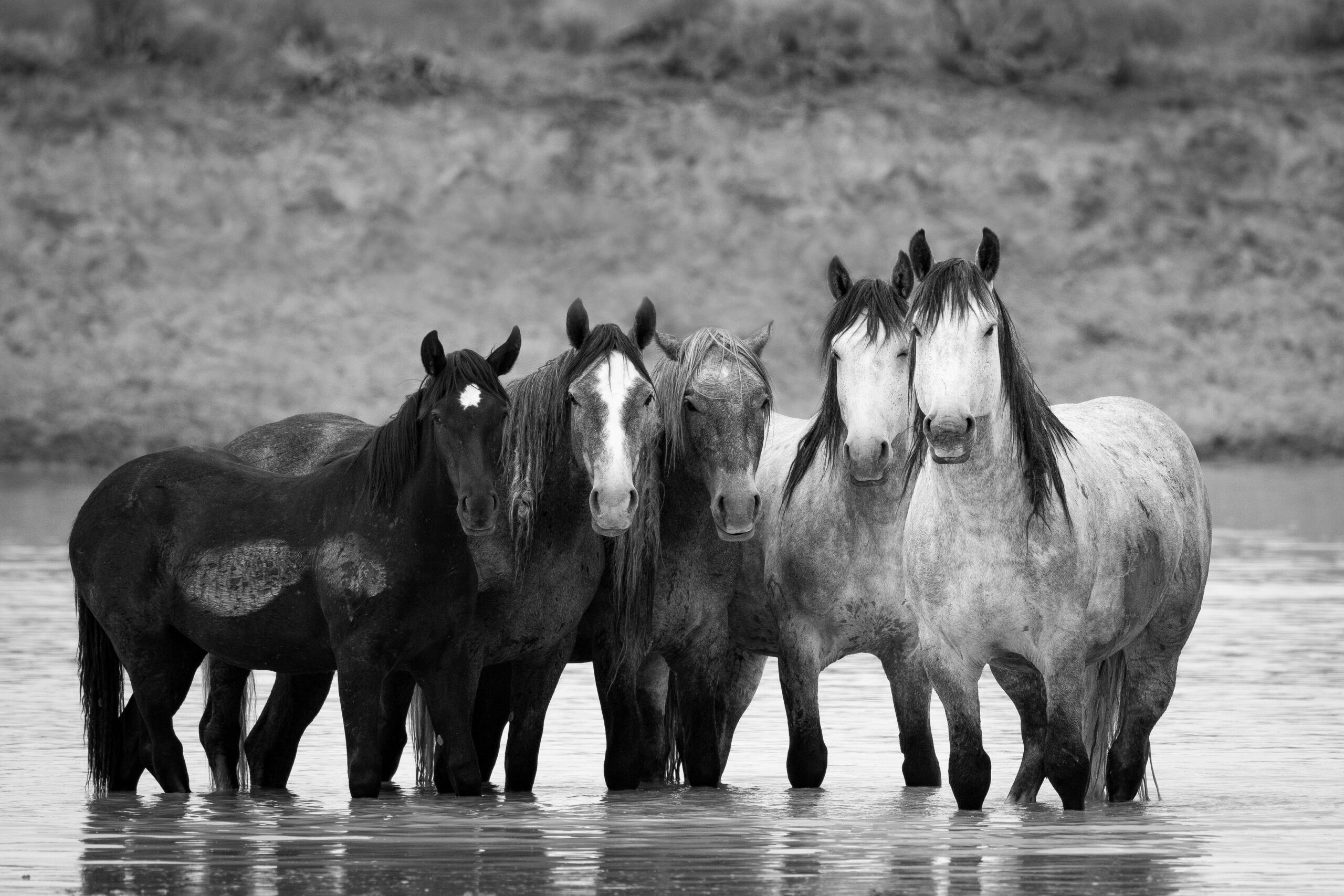 Wyoming Mustangs in a Waterhole