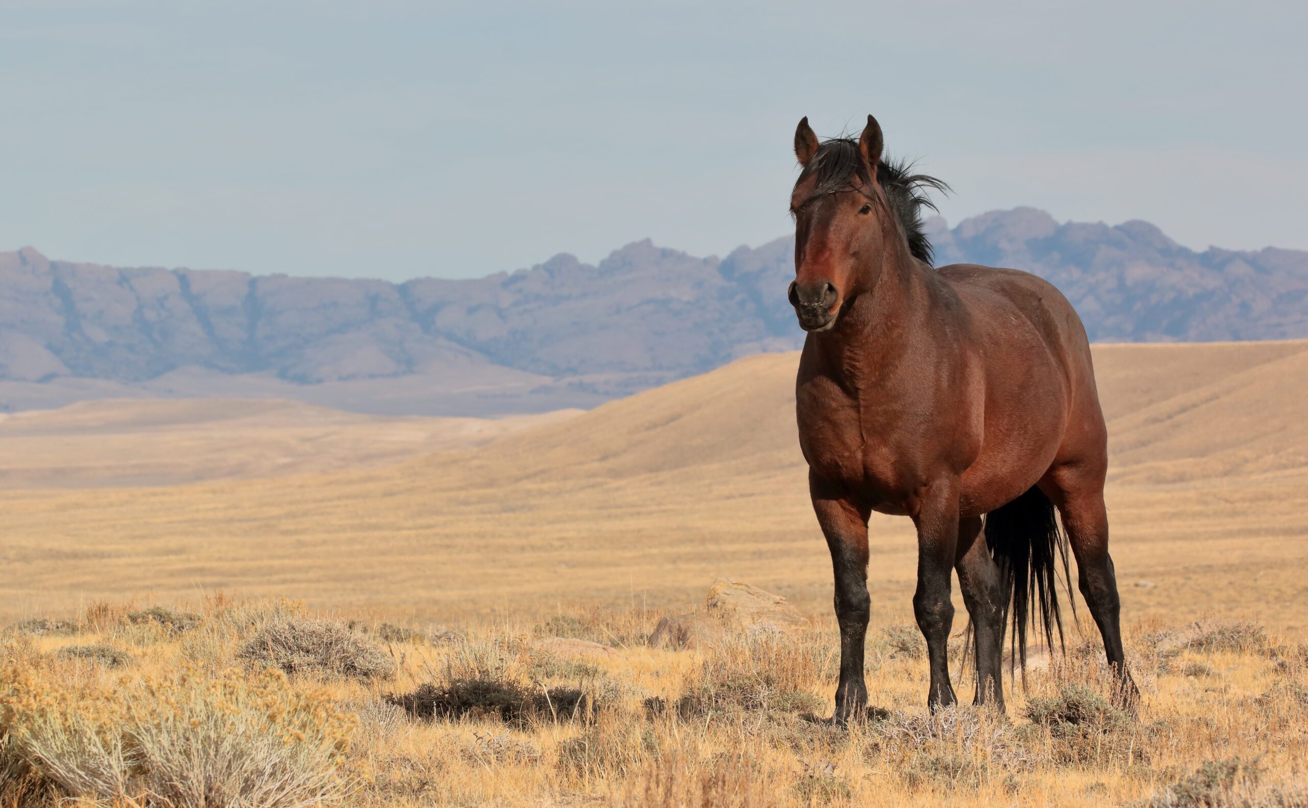 Wild Bay Stallion by Chad Hanson