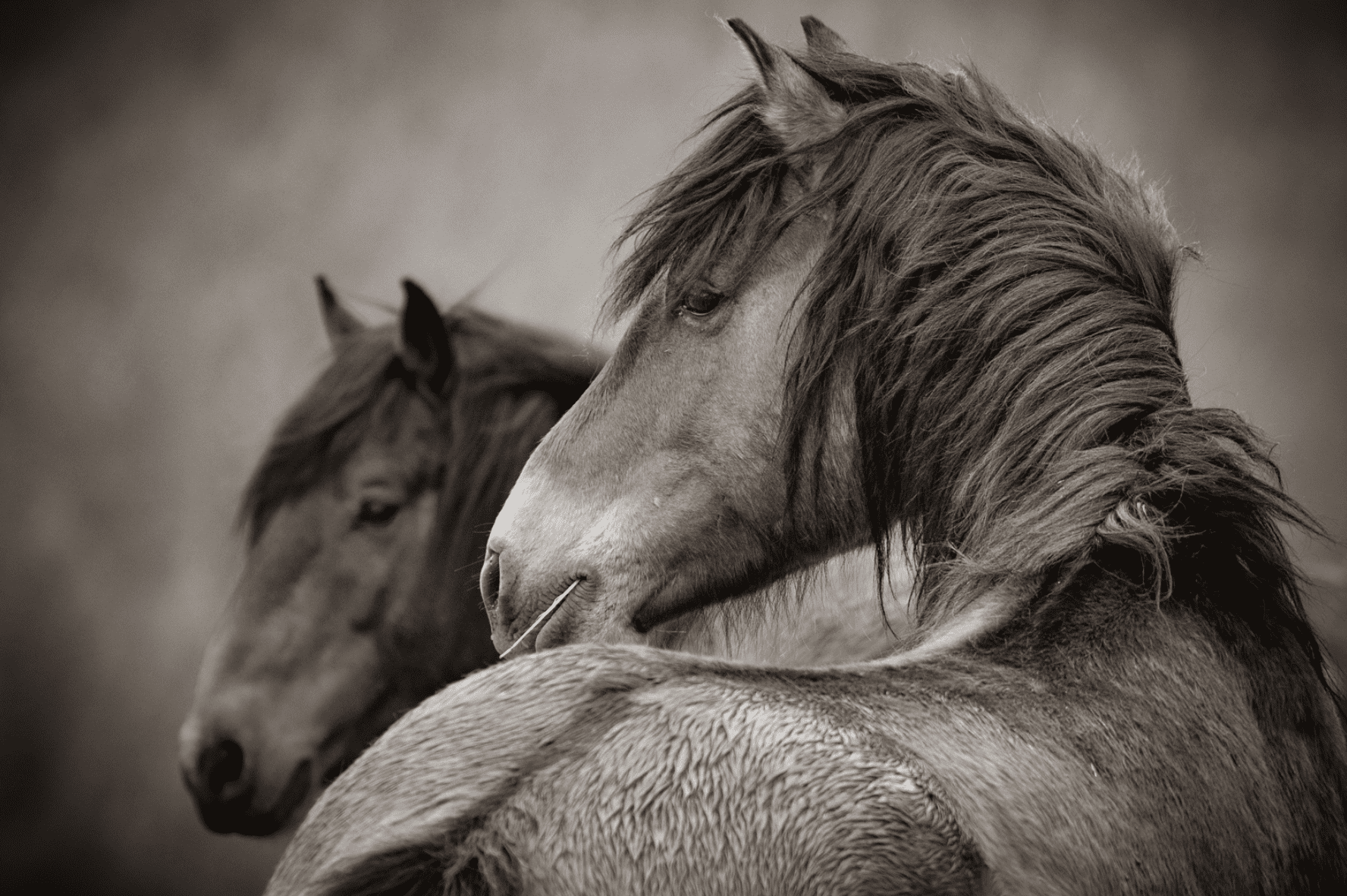 Two Black and White Ponies by Sandy Sharkey