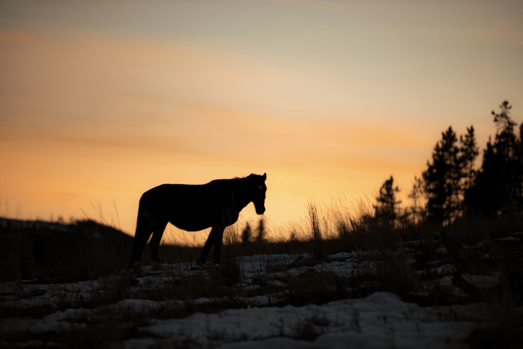 Wild Horse Sunset Silhouette Sandy Sharkey 