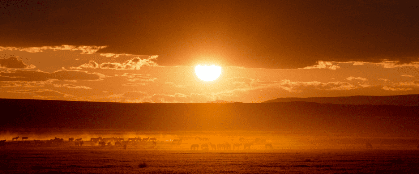 Wild Horses Under a Golden Sunset from the Wild Beauty Documentary