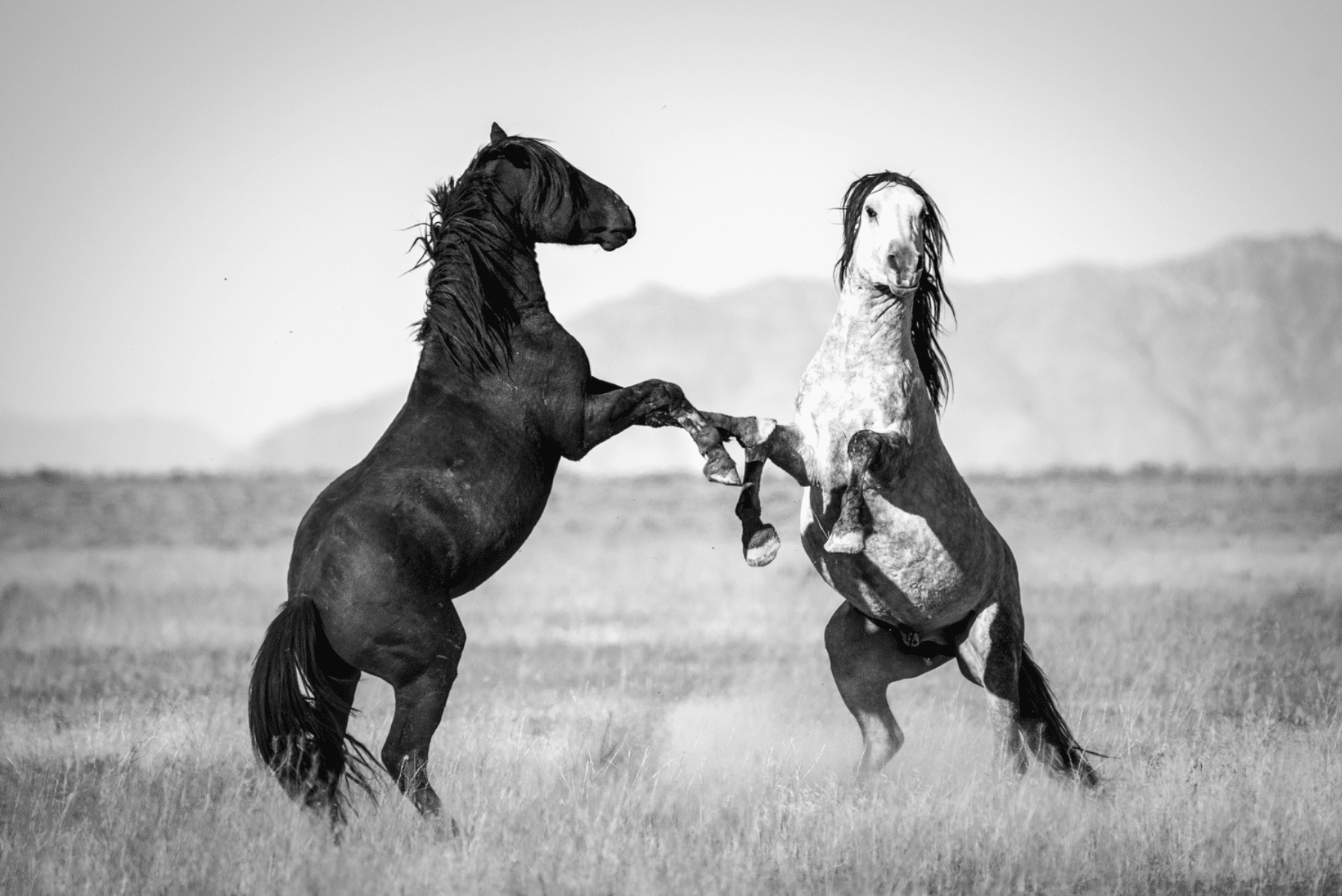 Sandy Sharkey Two Rearing Mustangs