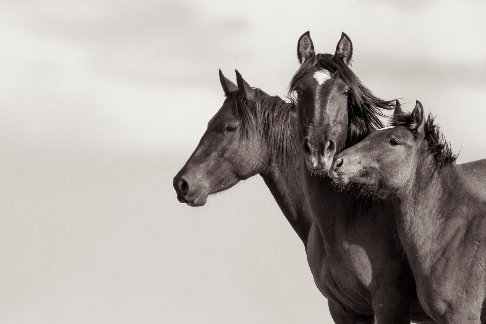 Kimerlee Curyl Three Horses