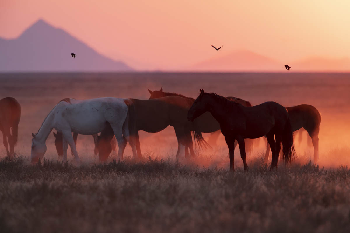 Tori Gagne Sunset Horses