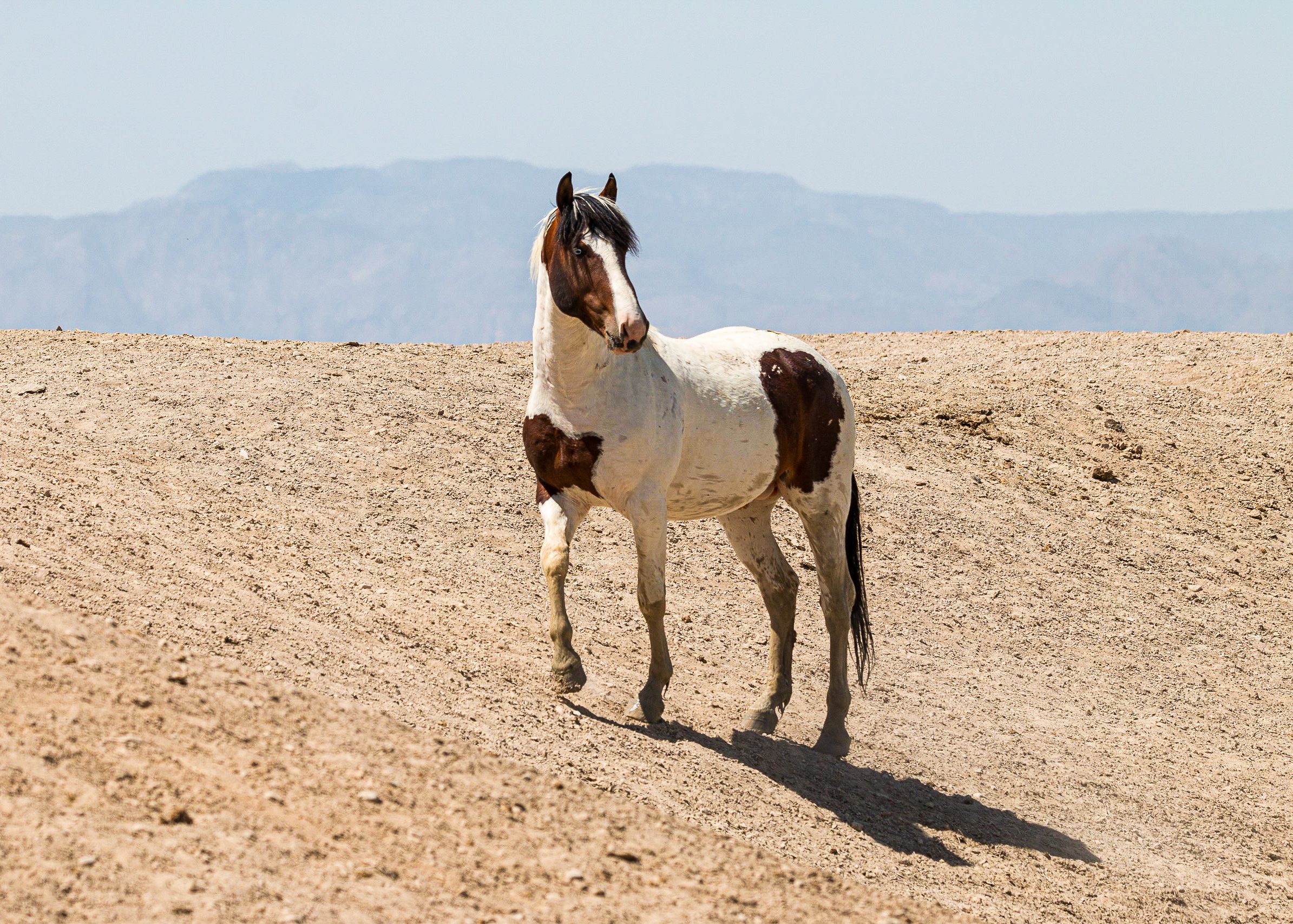 Pinto in the Sandy Mountains by Sahna Foley