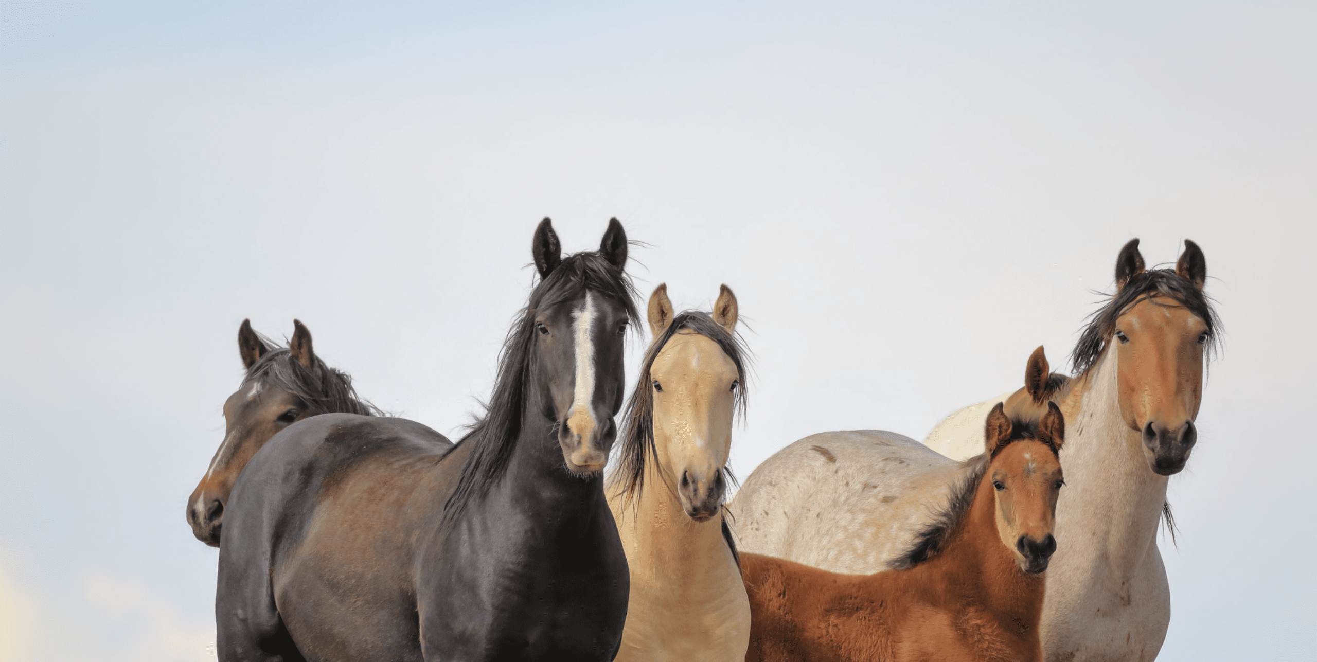 Chad Hanson Wild Horses