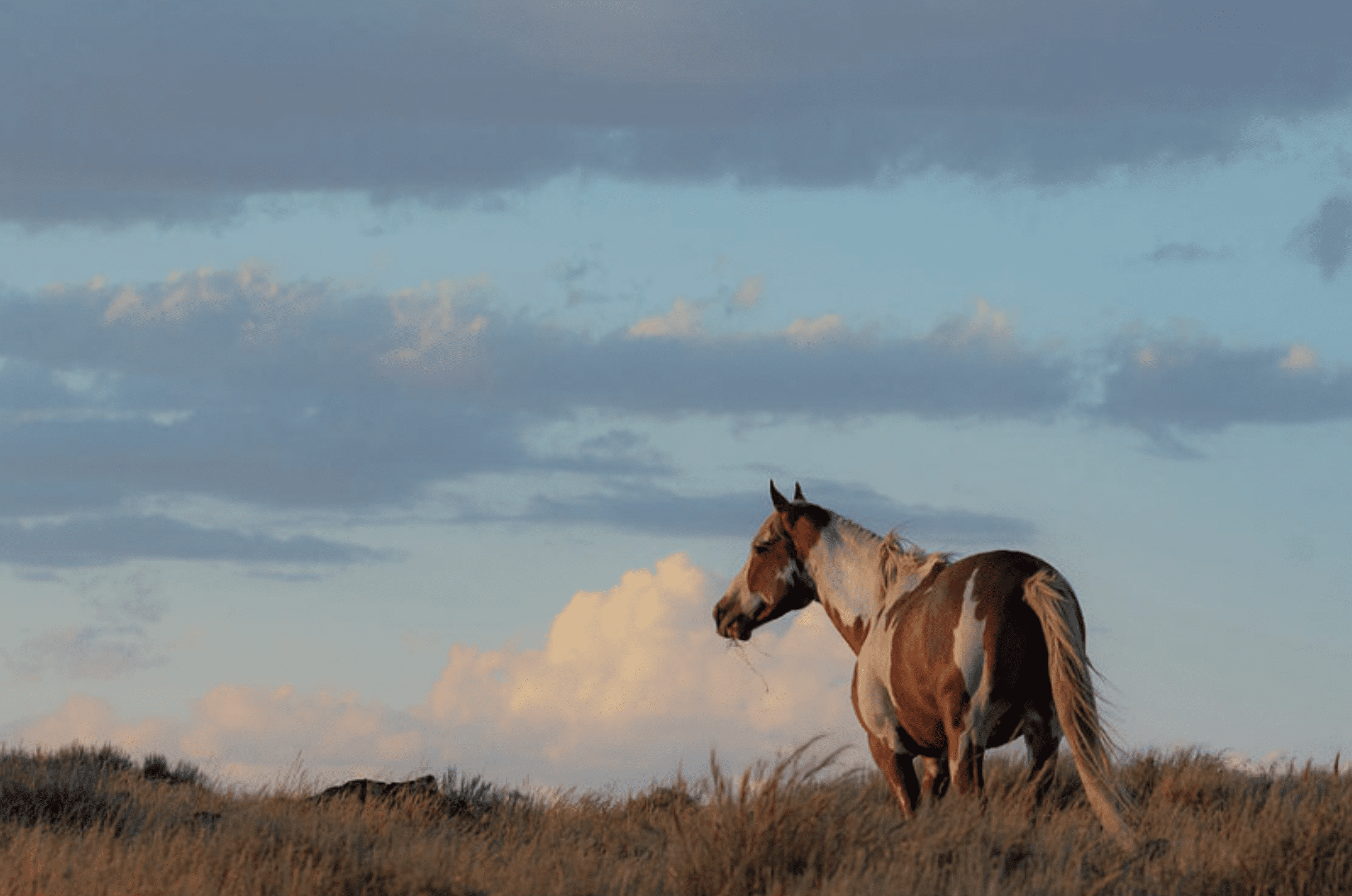 Standing Pinto by Mary Hone