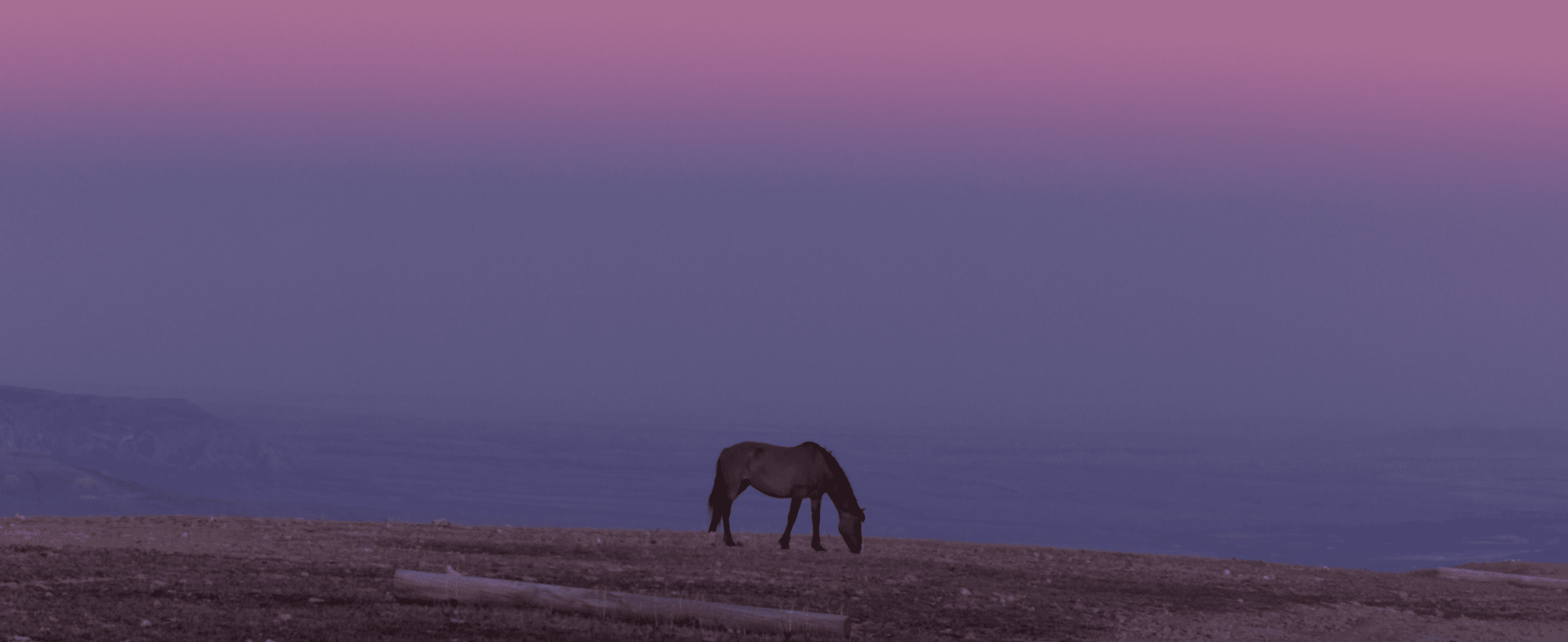 Pastel Sunset Single Horse from Wild Beauty