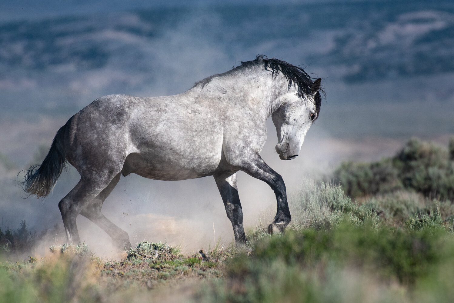 Spunky Dapple Grey by Sandy Sharkey