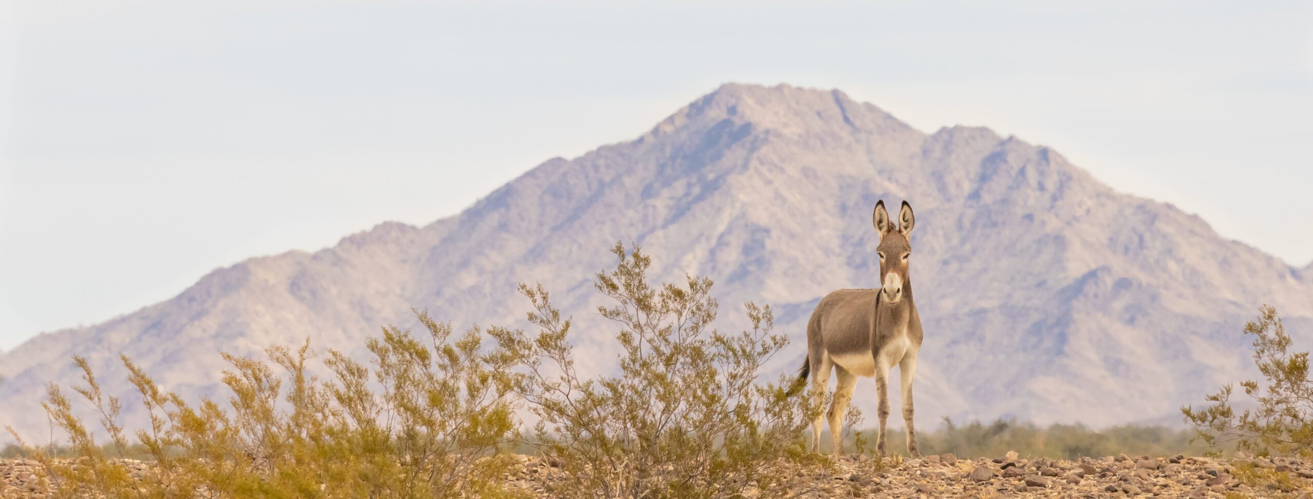 Allowing gold mining near Death Valley would be a travesty - Los Angeles Times