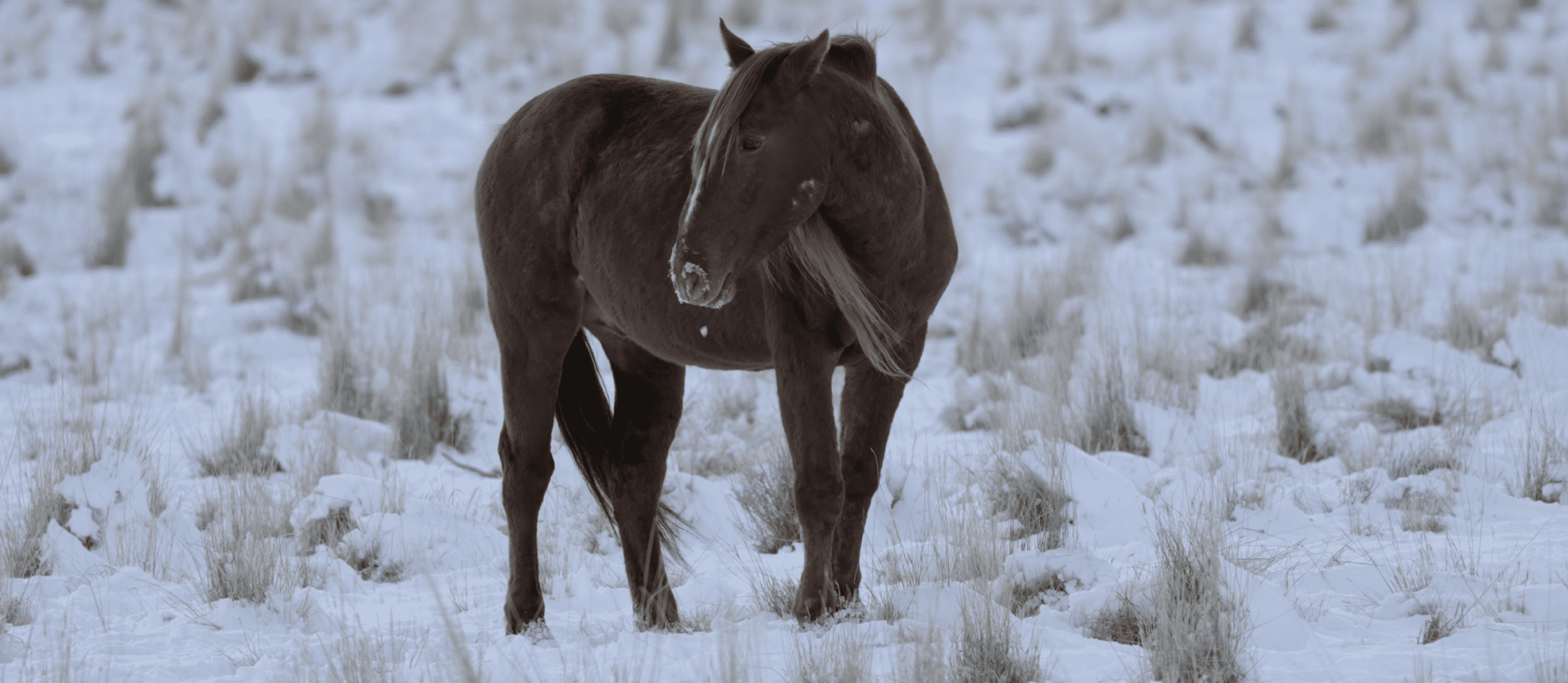 Chestnut Mustang in the Snow from Wild Beauty: Mustang Spirit of the West