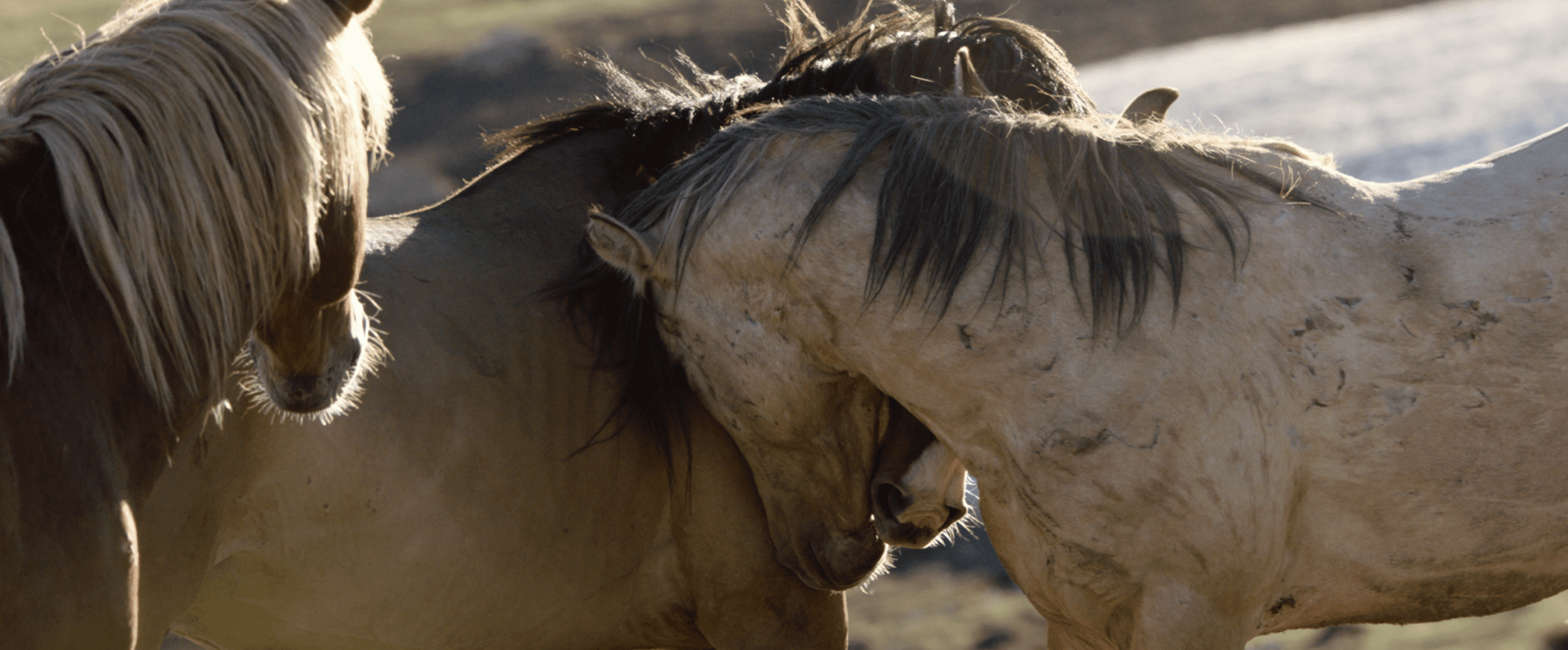A Wild Horse Embrace from Wild Beauty