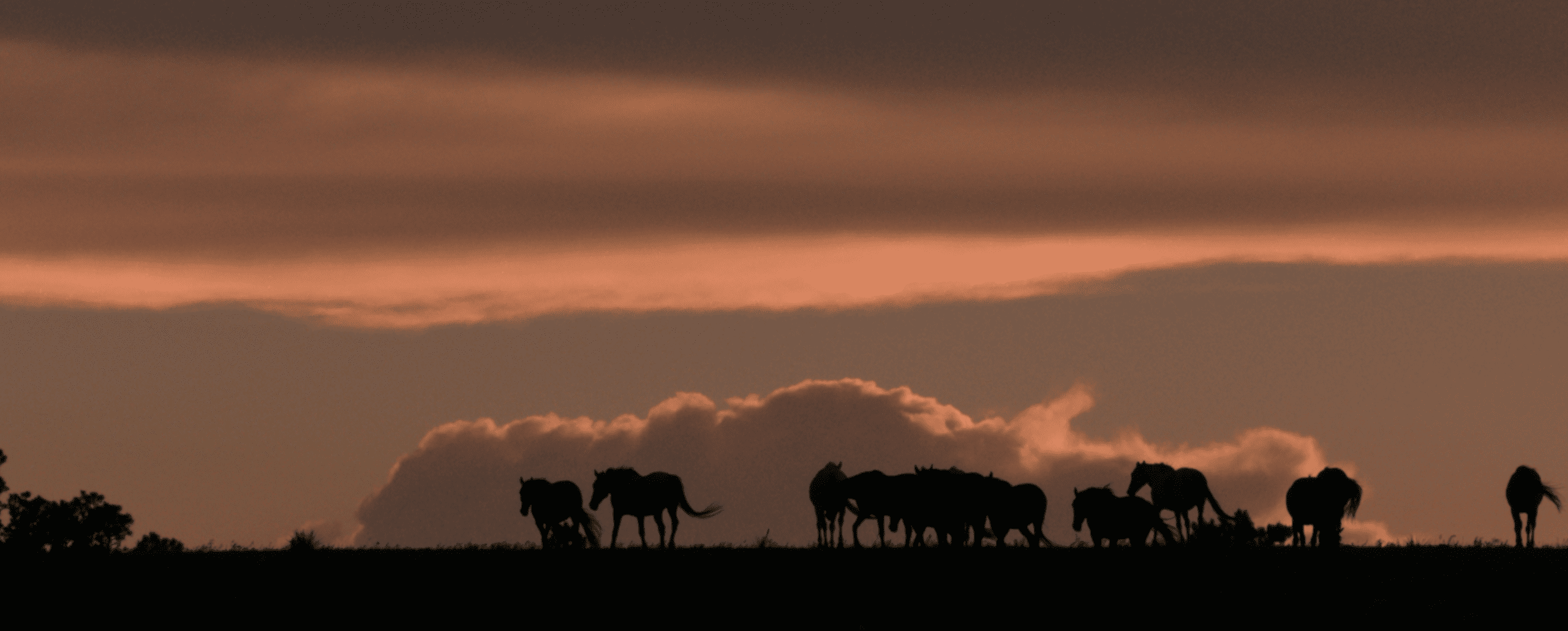 Shadow Horses in the Clouds from Wild Beauty