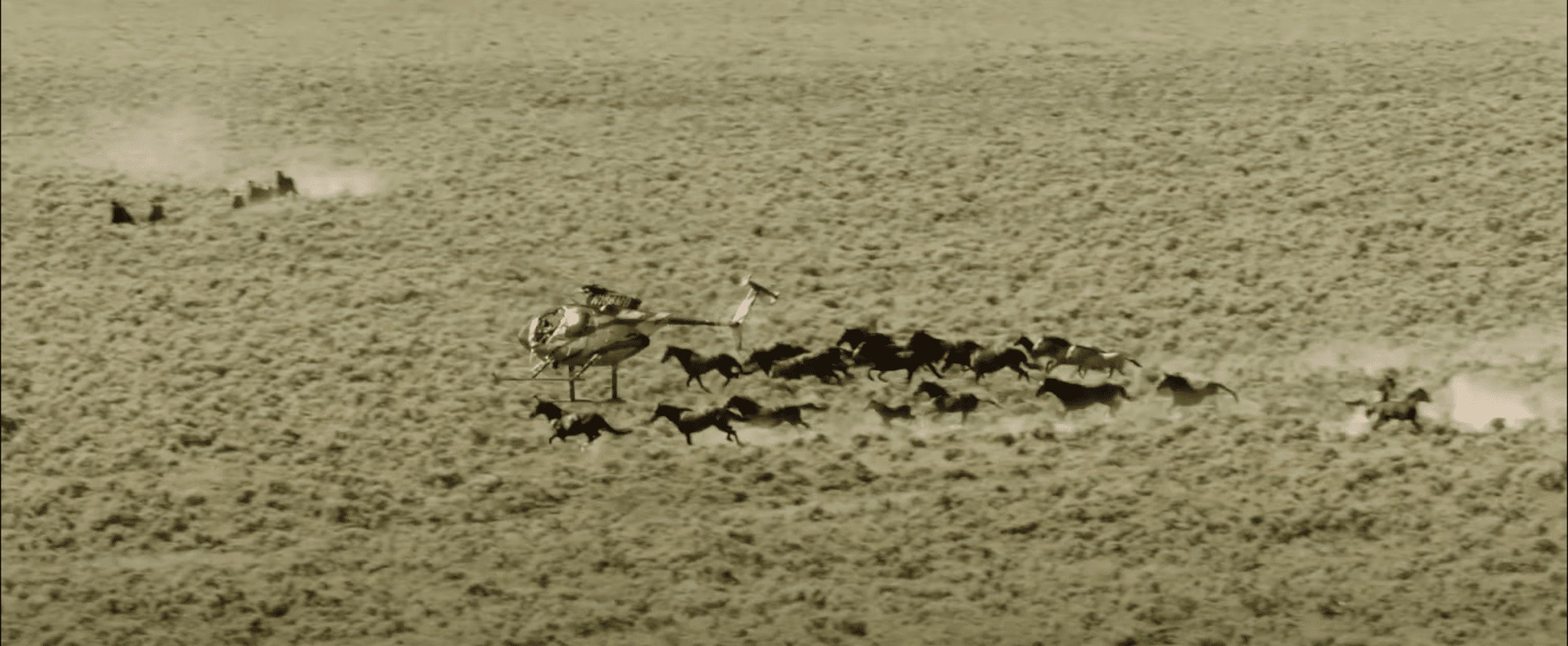 A helicopter descends on a herd of fearful wild horses as they try to escape. 
