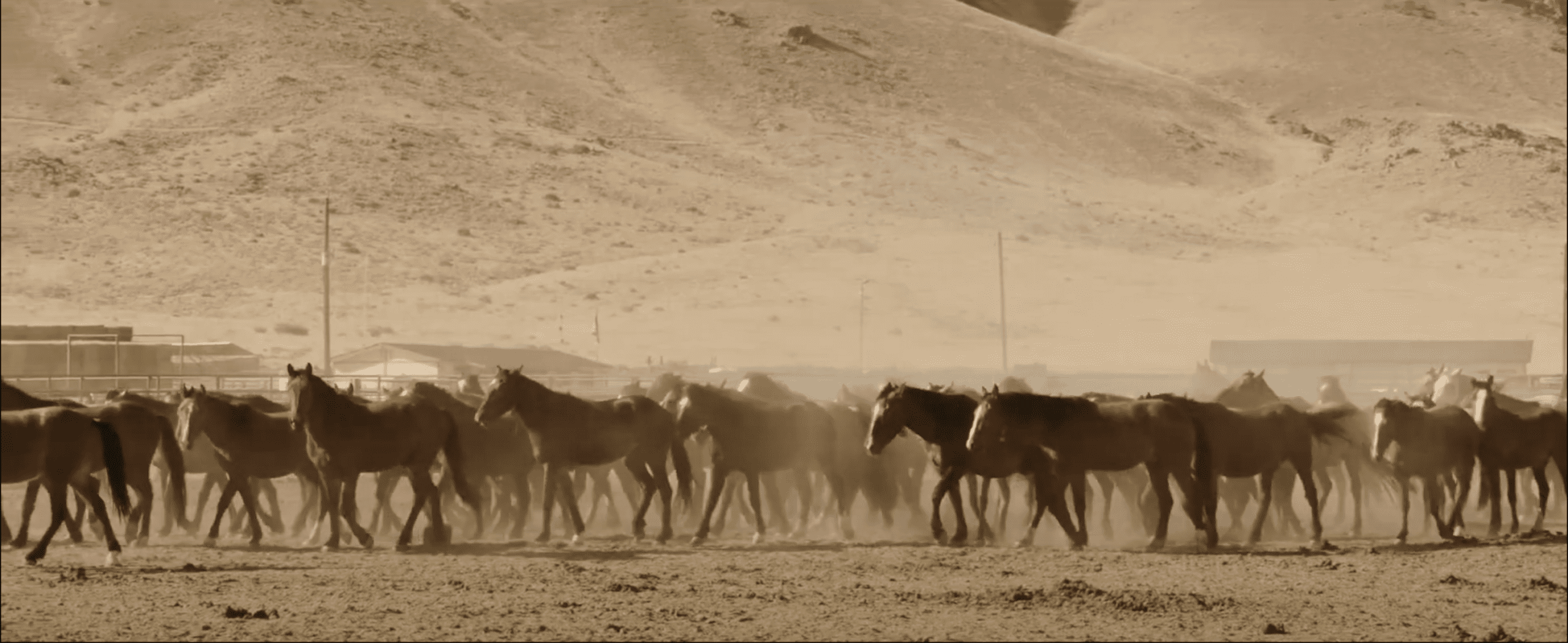 Hundreds of wild horses are confined to a dry, hazardous pen in a holding facility.