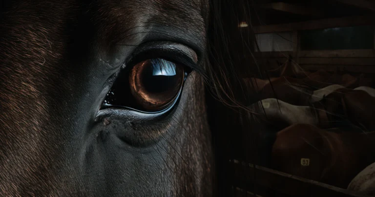 Close up of horse eye with horse stall in the background